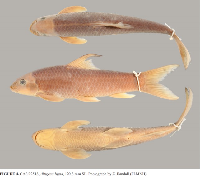 Scientists renew taxonomic revision of Altigena lippa and recover the validity of A. laticeps