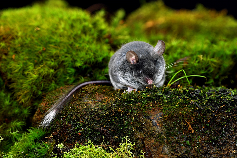 The Researchers Discover New Echolocating Mammalian Lineage