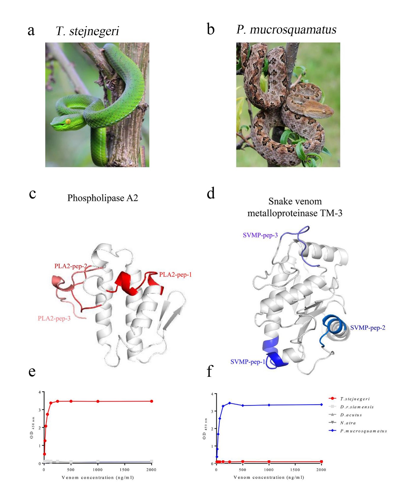 Researchers Uncover a Strategy for Efficient preparation of genus-specific diagnostic antibodies for snakebites