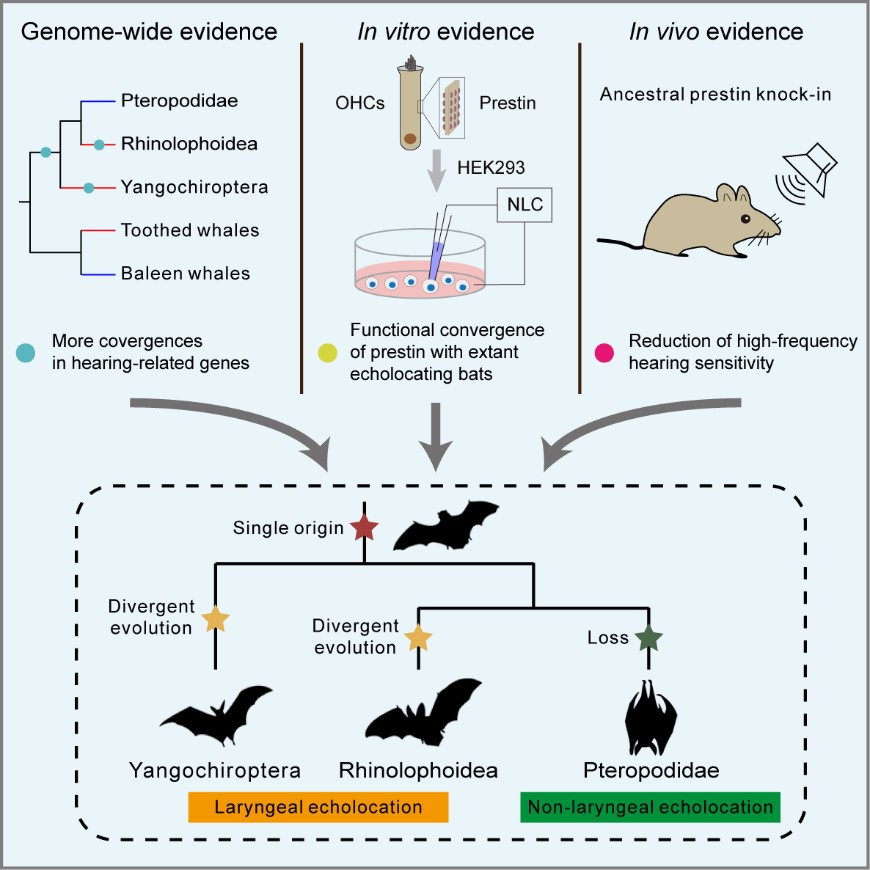 Scientists found new evidence for a single origin of laryngeal echolocation in bats