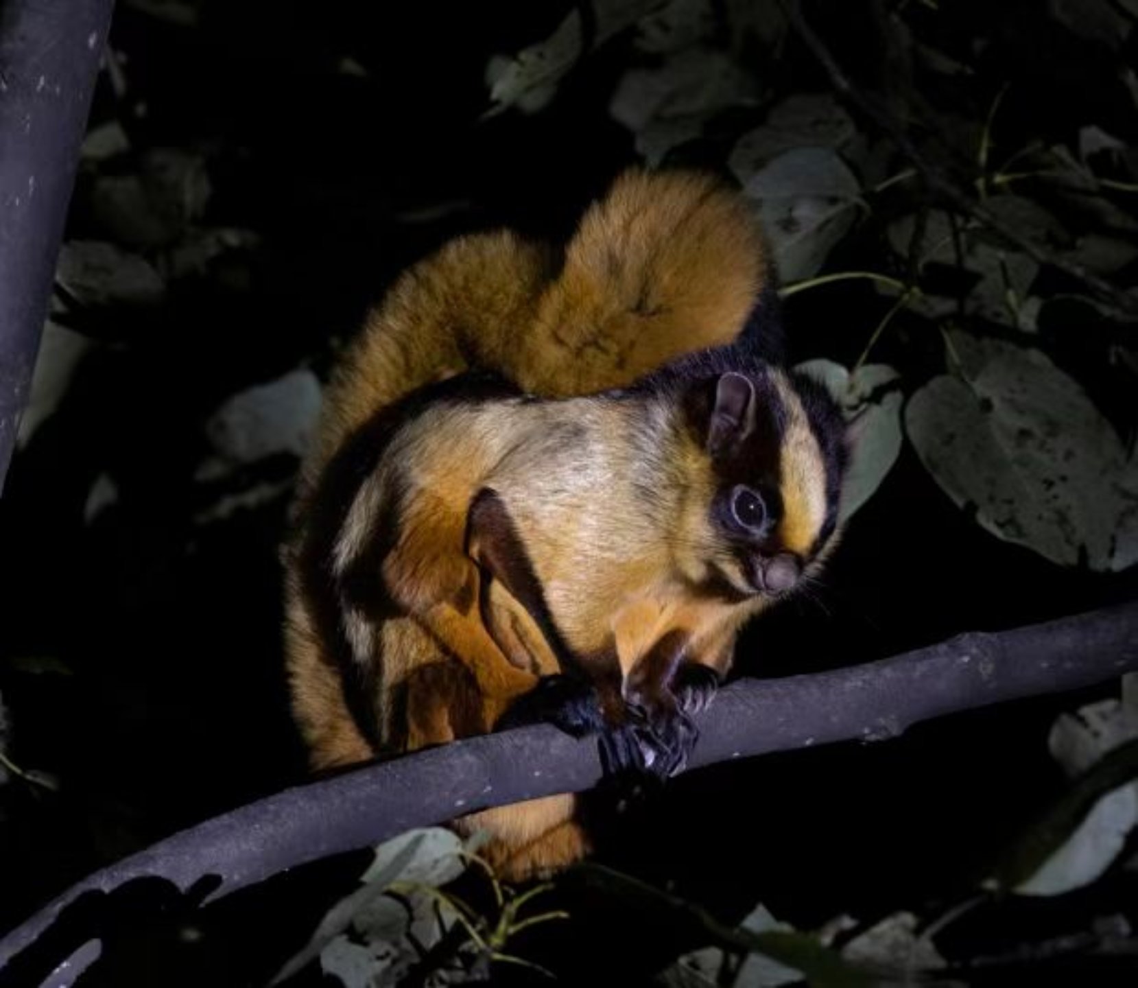 Petaurista nobilis and Priapomys leonardi have been found in China's Xizang autonomous region