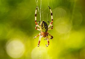 Across China: Spiders in the spotlight as new species named after pop songs