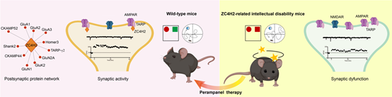 Breakthrough Study Reveals Key Mechanism Underlying ZC4H2-Associated Intellectual Disability and Potential Therapeutic Target