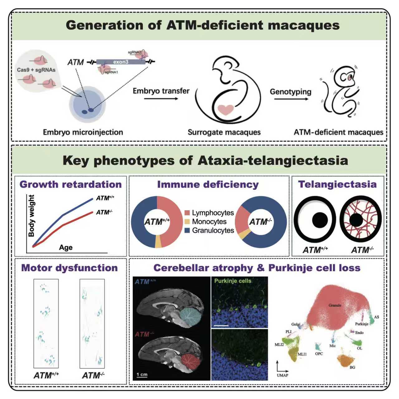Kunming Institute of Zoology creates world’s first primate model of childhood neurodegenerative disease A-T