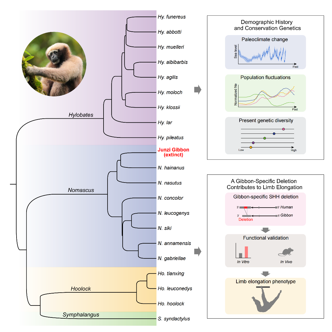 New Genomic Study Reveals Gibbon Evolutionary History and Informs Conservation Strategies