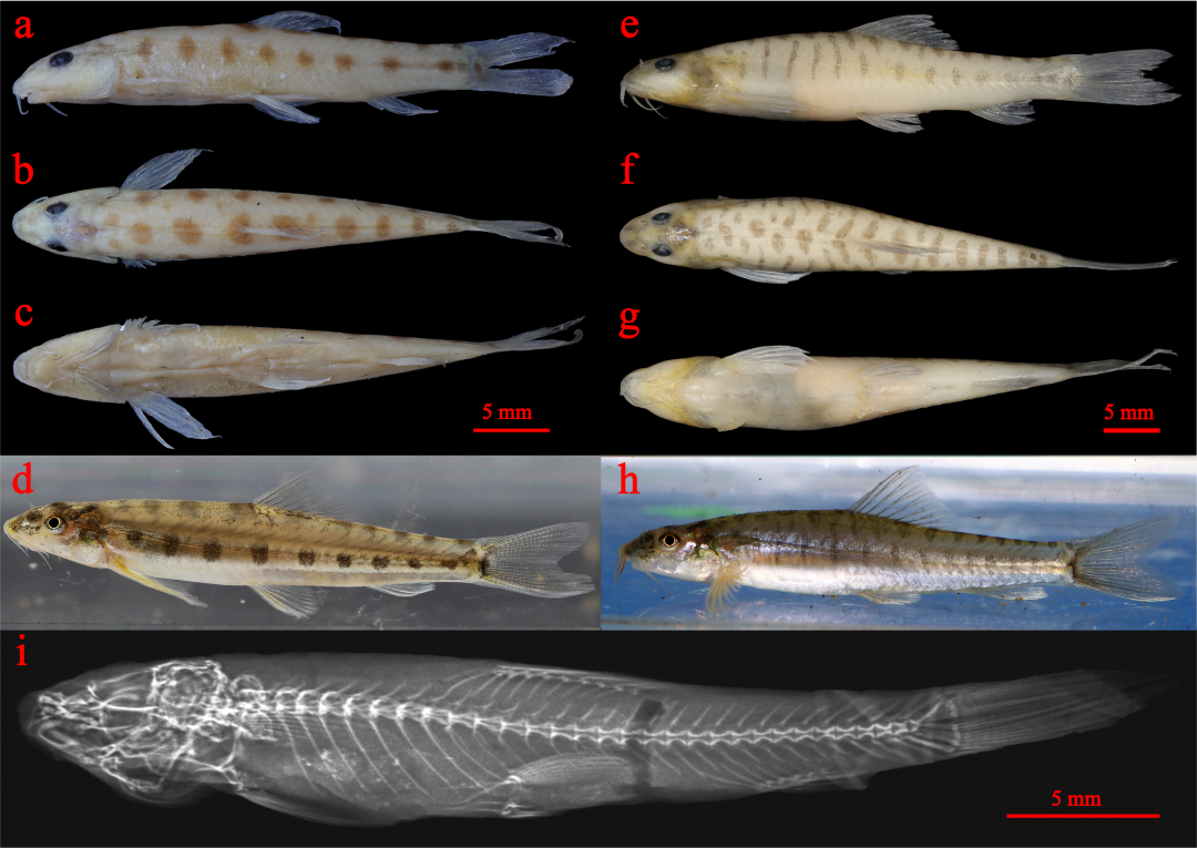 A New Species of Mustura Discovered from the Chindwin–Irrawaddy River Basin, Myanmar