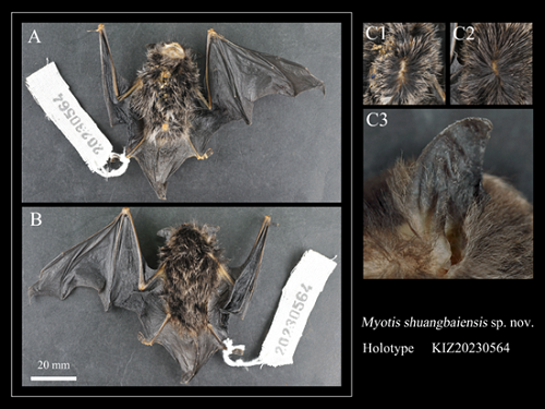 Two New Bat Species Discovered in Southwest China