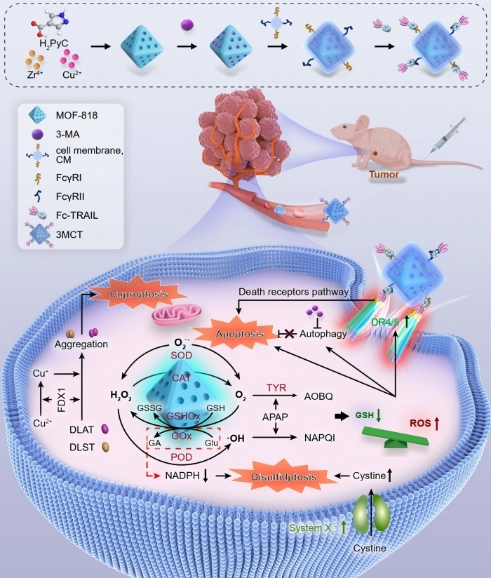 Multi-Enzyme Nanoplatform Offers New Hope for Precision Cancer Therapy