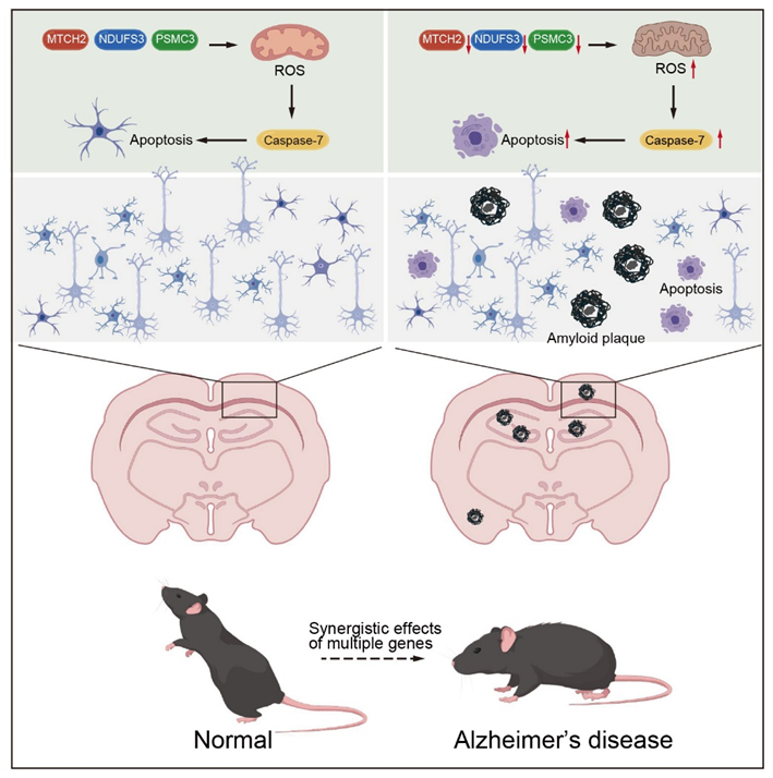 Multi-Gene Synergy Drives Alzheimer's Disease Pathology