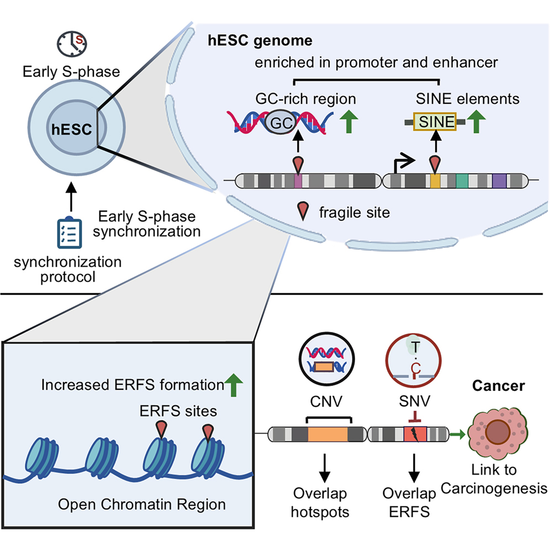 Fragile by Birth: First High-Resolution ERFS Map Reveals Why Human Stem Cells Break at Specific Spots