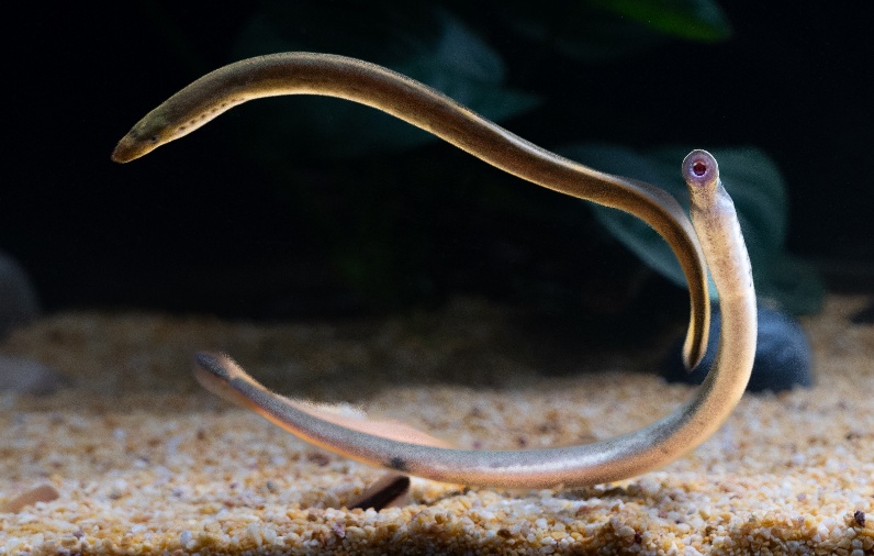 Brains Before Jaws: A “Living Fossil” Maps 500 Million Years of Brain Evolution:A whole-brain 3D cell atlas of the lamprey reveals the ancient blueprint of the vertebrate brain — and hints at the origins of our own