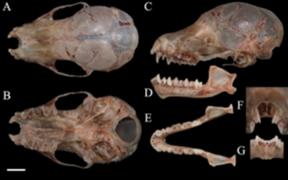 New Murina Species and First National Record from China Discovered in Yunnan