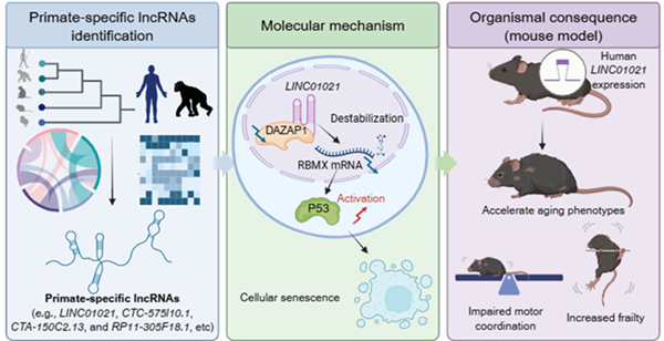 Primate-Specific lncRNA LINC01021 Regulates Aging Through DAZAP1-RBMX-P53 Axis