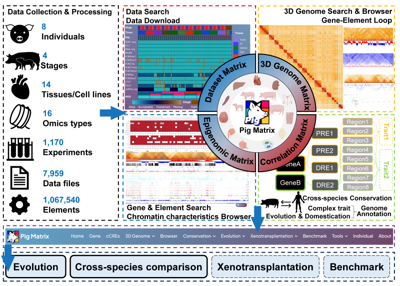 Zhang Yaping Team Constructs Pig Matrix: A Multi-Omics 3D Regulatory Genomics Database