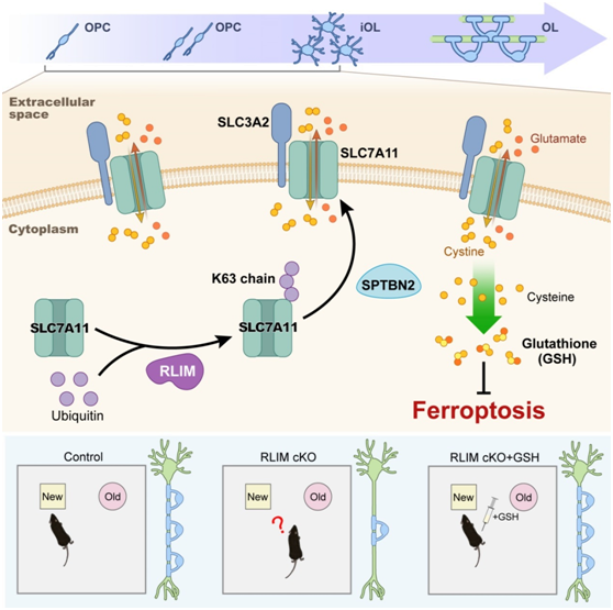 Mao Bingyu Team Reveals New Mechanism in Oligodendrocyte Development and Myelination