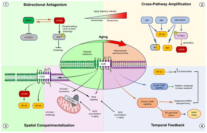 He Yonghan Team Reviews Complosome as Key Modulator of Aging