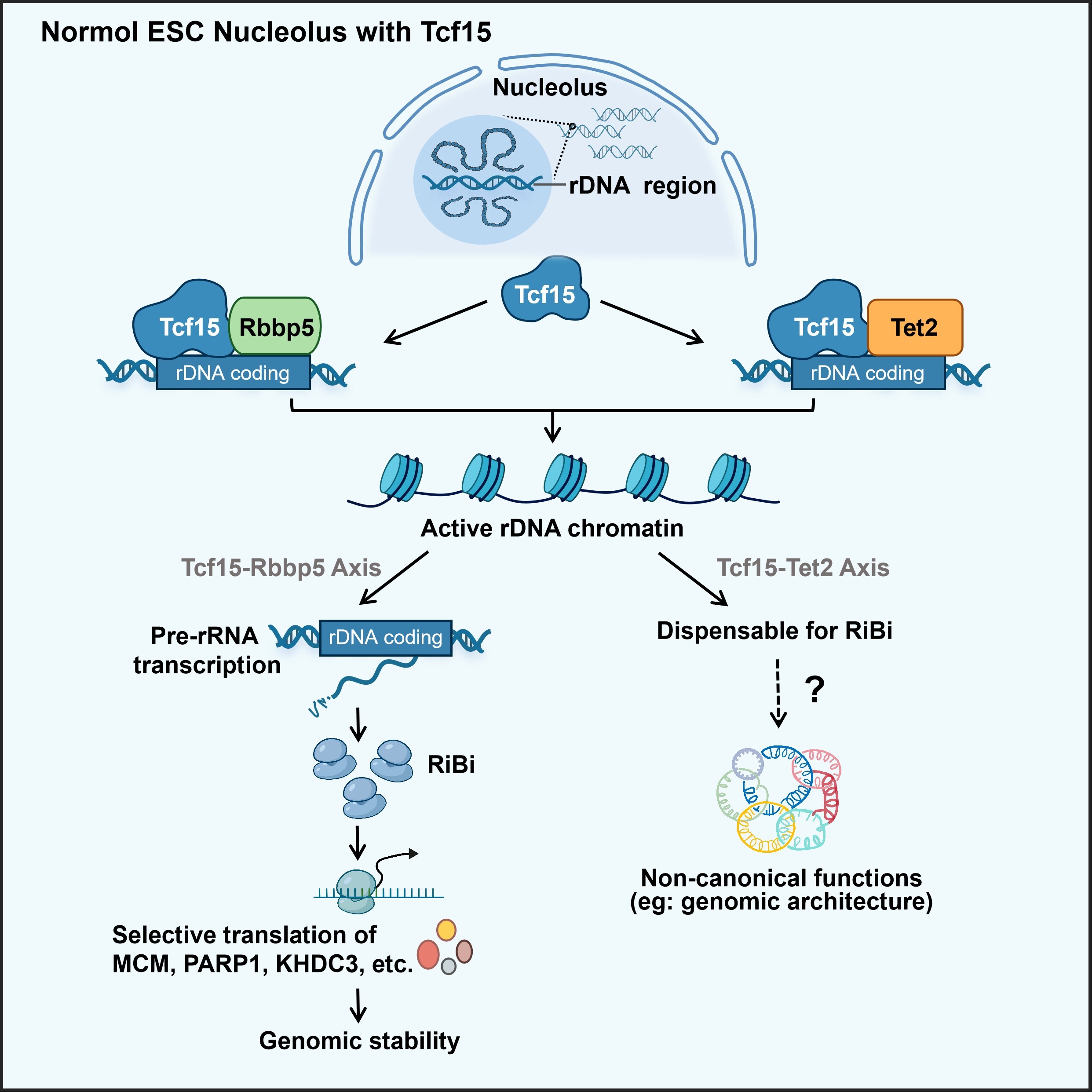 Tcf15 Safeguards Ribosome Biogenesis and Genome Stability in Embryonic Stem Cells