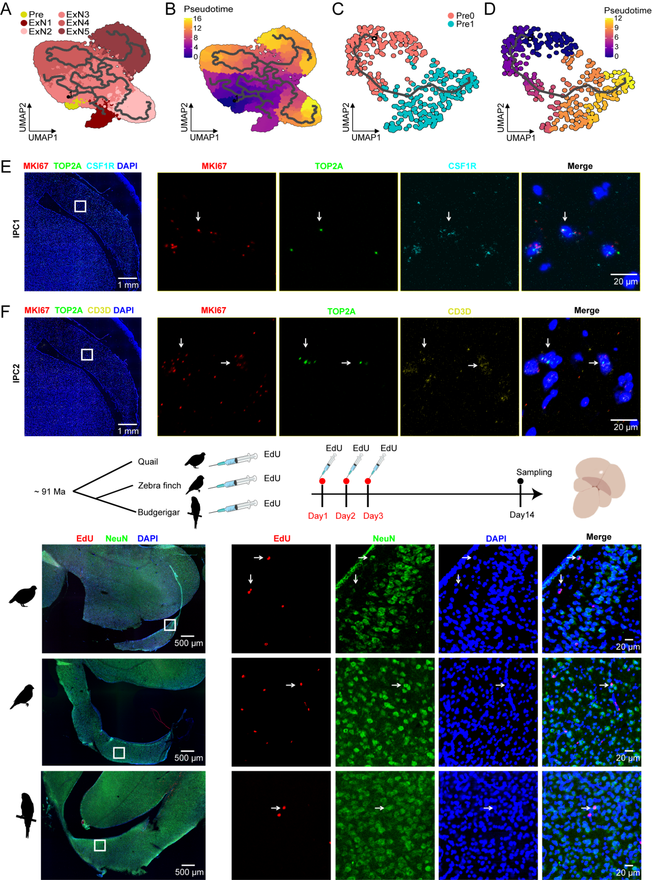From wild to domestic: Single-cell transcriptomic perspectives on hippocampal regulation and evolution