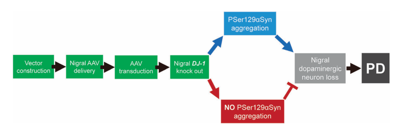 KIZ Team Develops Tree Shrew Model Replicating Parkinson's Disease Core Features via DJ-1 Knockout