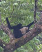 Black Gibbon--0142