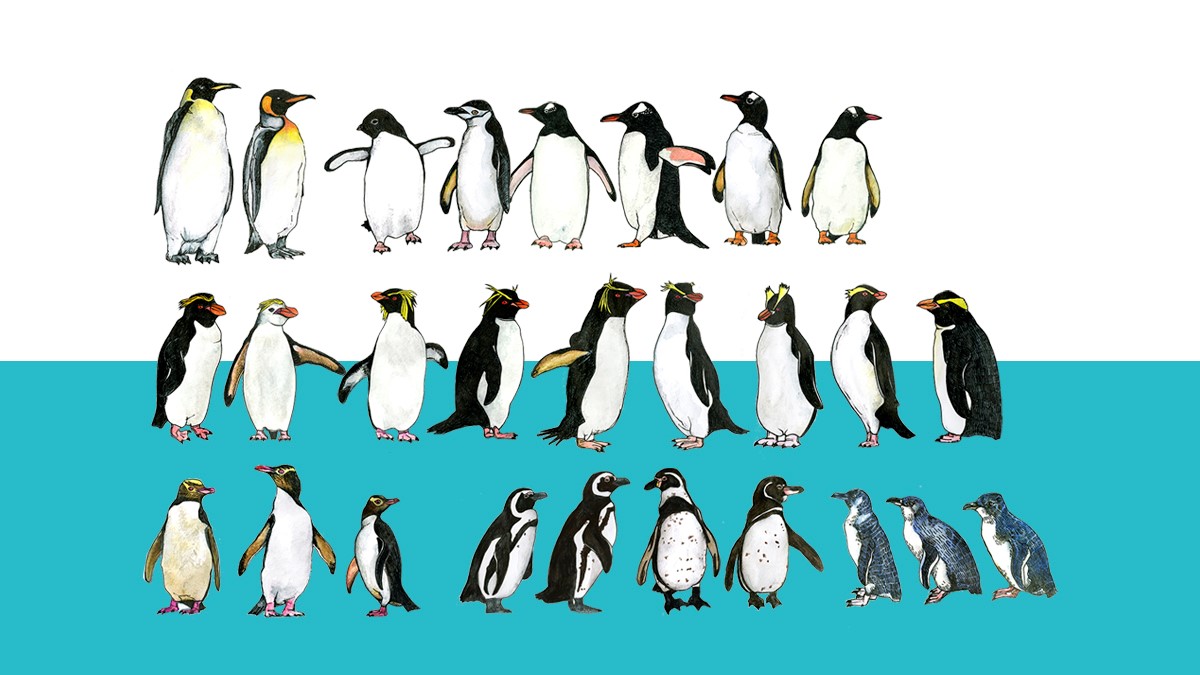 Penguin taxa whose genomes were analyzed, comprising all extant and recently extinct penguins. .jpg
