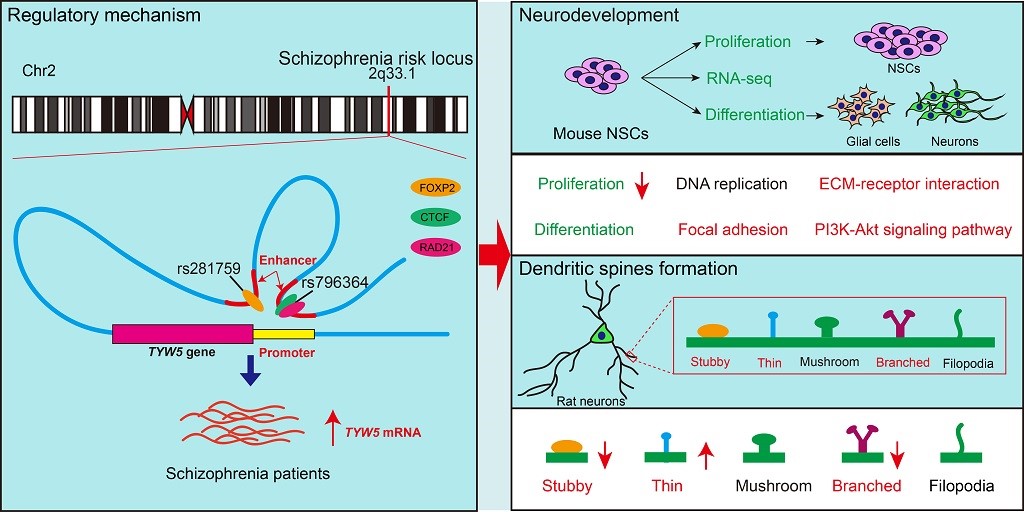 Insight of molecular regulatory mechanism in schizophrenia susceptibility locus 2q33.1