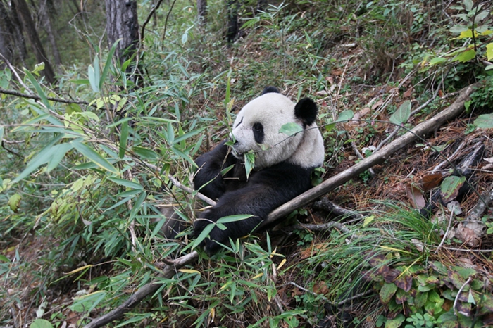 pygmy giant panda