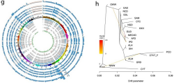 Tumor Genome as “Living Fossil” Reveals Ancient Introgression from Coyotes to Pre-contact Dogs in North America