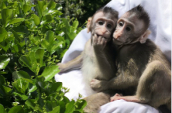 China Daily: Transgenic monkeys carrying human gene show human-like brain development