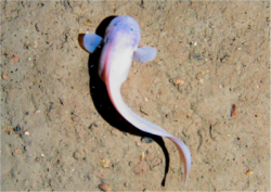 Nature: Snailfish from the Mariana Trench reveal clues about living life under pressure