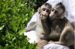 China Daily: Transgenic monkeys carrying human gene show human-like brain development