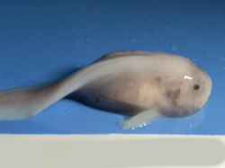 Scientists Unveil How Snailfish Adapts to Deep Sea Environment