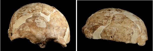 The skull of Mengziren (MZR) unearthed from Red Dear Cave (left: anterior view; right: lateral view).jpg