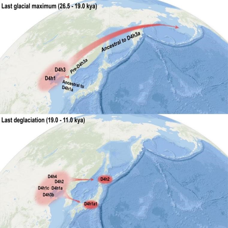 Mitogenome evidence disclosed Ice Age Human migrations from northern coastal China to the Americas and Japan.jpg