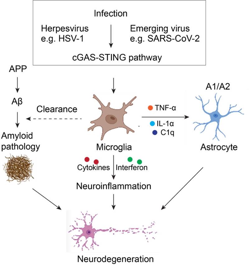 Schematic representation of the mechanism underlying neurodegeneration induced by pathogen infection..jpg