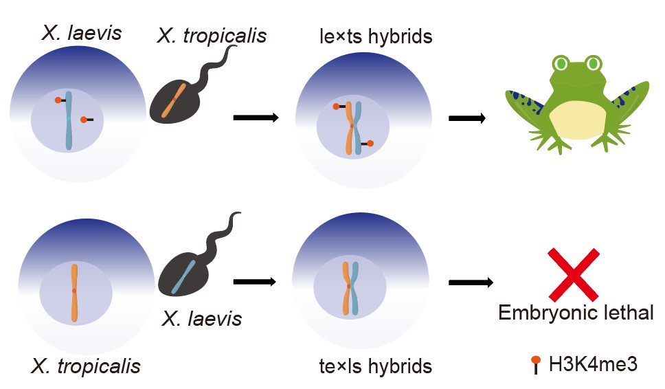 Researchers Reveal H3K4me3 Regulates the Inviability of Interspecific Xenopus Hybrids.jpg