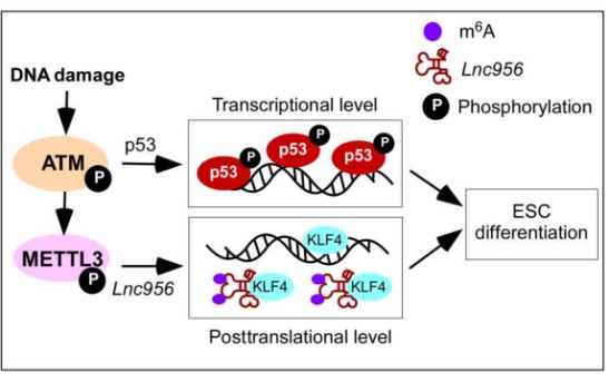 Researchers Uncover Novel p53-independent Quality Control Factor of Mouse Embryonic Stem Cells (ESCs).jpg