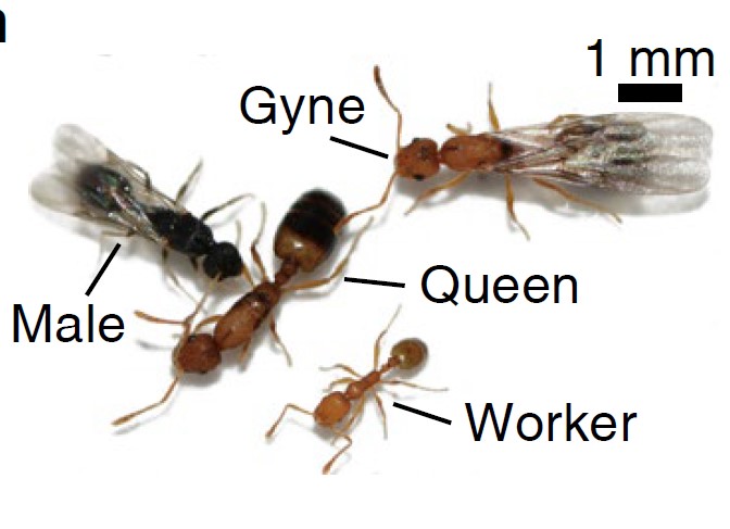 Figure 1 The full panel of pharaoh ant castes.jpg