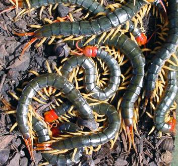 Chinese red-headed centipedes, Scolopendra subspinipes mutilans. Image credit: Department of Biology, the University of New Mexico.